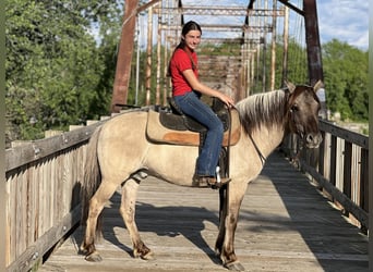 American Quarter Horse, Wallach, 9 Jahre, 137 cm, Grullo