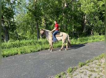 American Quarter Horse, Wallach, 9 Jahre, 137 cm, Grullo