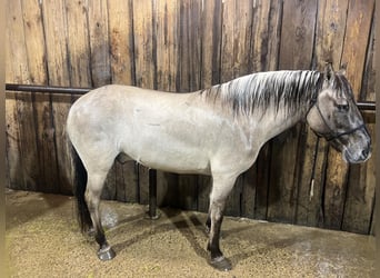 American Quarter Horse, Wallach, 9 Jahre, 137 cm, Grullo