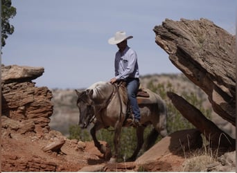 American Quarter Horse, Wallach, 9 Jahre, 137 cm, Grullo