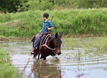 American Quarter Horse, Wallach, 9 Jahre, 137 cm, Rappe