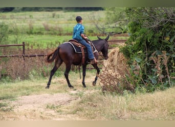 American Quarter Horse, Wallach, 9 Jahre, 137 cm, Rappe