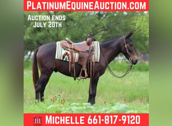 American Quarter Horse, Wallach, 9 Jahre, 137 cm, Rappe