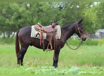 American Quarter Horse, Wallach, 9 Jahre, 137 cm, Rappe