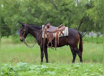 American Quarter Horse, Wallach, 9 Jahre, 137 cm, Rappe