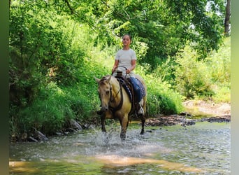 American Quarter Horse, Wallach, 9 Jahre, 140 cm, Champagne