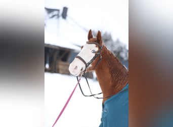 American Quarter Horse Mix, Wallach, 9 Jahre, 140 cm, Fuchs