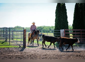 American Quarter Horse, Wallach, 9 Jahre, 142 cm, Buckskin