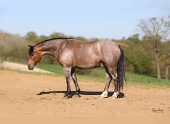 American Quarter Horse, Wallach, 9 Jahre, 142 cm, Buckskin