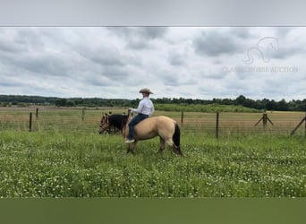 American Quarter Horse, Wallach, 9 Jahre, 142 cm, Buckskin