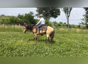 American Quarter Horse, Wallach, 9 Jahre, 142 cm, Buckskin