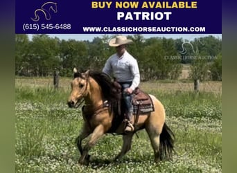 American Quarter Horse, Wallach, 9 Jahre, 142 cm, Buckskin