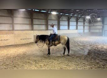 American Quarter Horse, Wallach, 9 Jahre, 142 cm, Buckskin