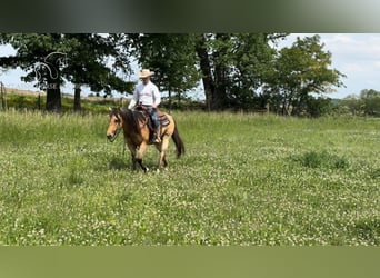 American Quarter Horse, Wallach, 9 Jahre, 142 cm, Buckskin