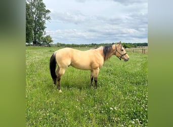 American Quarter Horse, Wallach, 9 Jahre, 142 cm, Buckskin