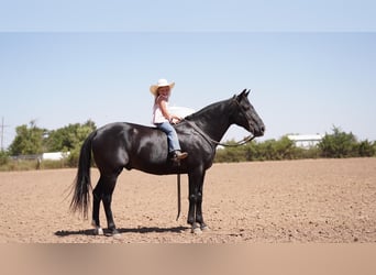 American Quarter Horse, Wallach, 9 Jahre, 142 cm, Rappe