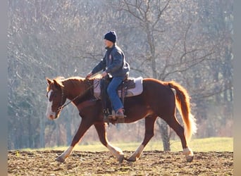 American Quarter Horse, Wallach, 9 Jahre, 142 cm, Rotfuchs