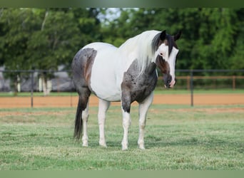American Quarter Horse, Wallach, 9 Jahre, 142 cm, Schecke