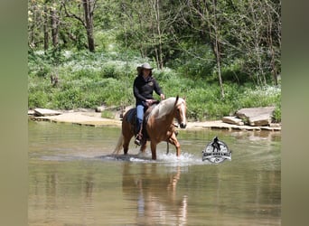 American Quarter Horse, Wallach, 9 Jahre, 142 cm