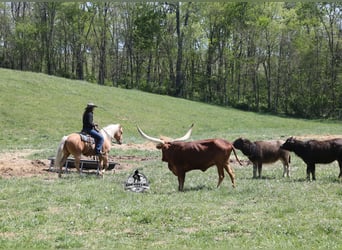 American Quarter Horse, Wallach, 9 Jahre, 142 cm