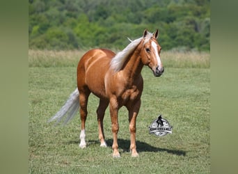 American Quarter Horse, Wallach, 9 Jahre, 142 cm