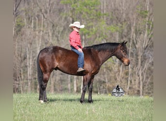 American Quarter Horse, Wallach, 9 Jahre, 143 cm, Roan-Bay