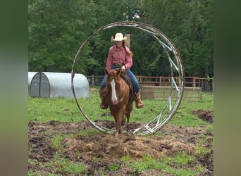 American Quarter Horse, Wallach, 9 Jahre, 145 cm, Dunkelfuchs