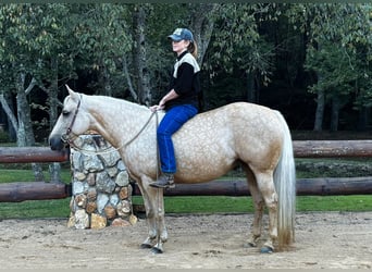American Quarter Horse, Wallach, 9 Jahre, 145 cm, Palomino