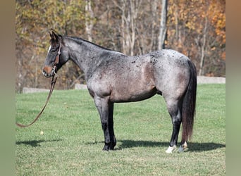 American Quarter Horse, Wallach, 9 Jahre, 145 cm, Roan-Blue