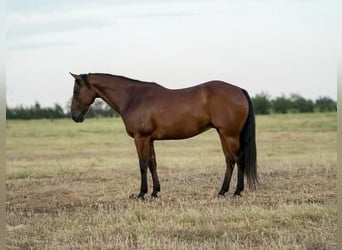 American Quarter Horse, Wallach, 9 Jahre, 145 cm, Rotbrauner