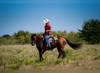 American Quarter Horse, Wallach, 9 Jahre, 145 cm, Rotbrauner