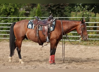 American Quarter Horse, Wallach, 9 Jahre, 146 cm, Brauner