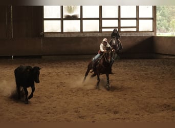 American Quarter Horse, Wallach, 9 Jahre, 146 cm, Brauner