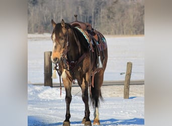 American Quarter Horse, Wallach, 9 Jahre, 147 cm, Buckskin