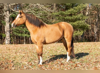 American Quarter Horse, Wallach, 9 Jahre, 147 cm, Buckskin