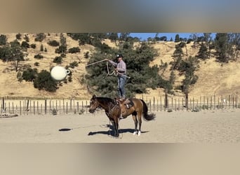 American Quarter Horse, Wallach, 9 Jahre, 147 cm, Buckskin