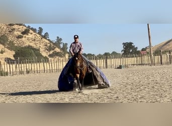 American Quarter Horse, Wallach, 9 Jahre, 147 cm, Buckskin