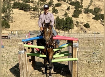 American Quarter Horse, Wallach, 9 Jahre, 147 cm, Buckskin