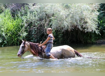 American Quarter Horse, Wallach, 9 Jahre, 147 cm, Buckskin