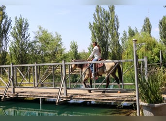 American Quarter Horse, Wallach, 9 Jahre, 147 cm, Buckskin