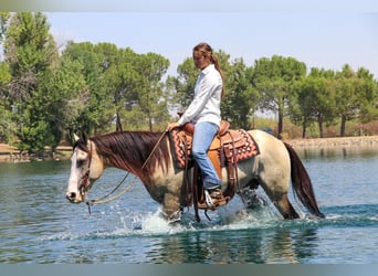 American Quarter Horse, Wallach, 9 Jahre, 147 cm, Buckskin
