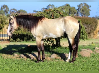 American Quarter Horse, Wallach, 9 Jahre, 147 cm, Buckskin