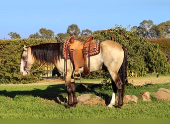 American Quarter Horse, Wallach, 9 Jahre, 147 cm, Buckskin