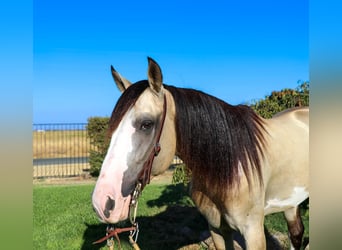 American Quarter Horse, Wallach, 9 Jahre, 147 cm, Buckskin