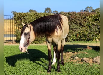 American Quarter Horse, Wallach, 9 Jahre, 147 cm, Buckskin