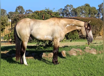 American Quarter Horse, Wallach, 9 Jahre, 147 cm, Buckskin