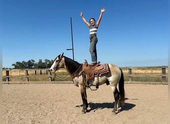 American Quarter Horse, Wallach, 9 Jahre, 147 cm, Buckskin