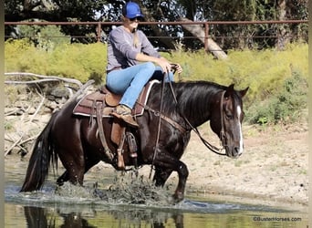 American Quarter Horse, Wallach, 9 Jahre, 147 cm, Dunkelfuchs