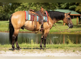 American Quarter Horse, Wallach, 9 Jahre, 147 cm, Falbe