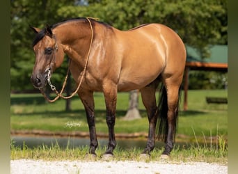 American Quarter Horse, Wallach, 9 Jahre, 147 cm, Falbe